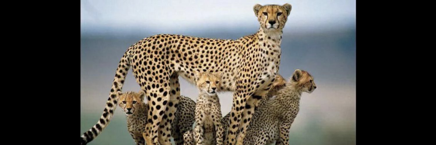 _persianrugs's profile banner image