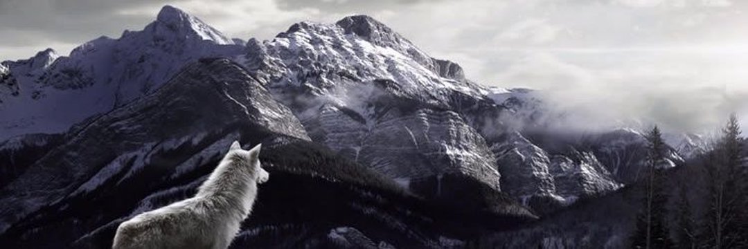 TheWolf_2014's profile banner image