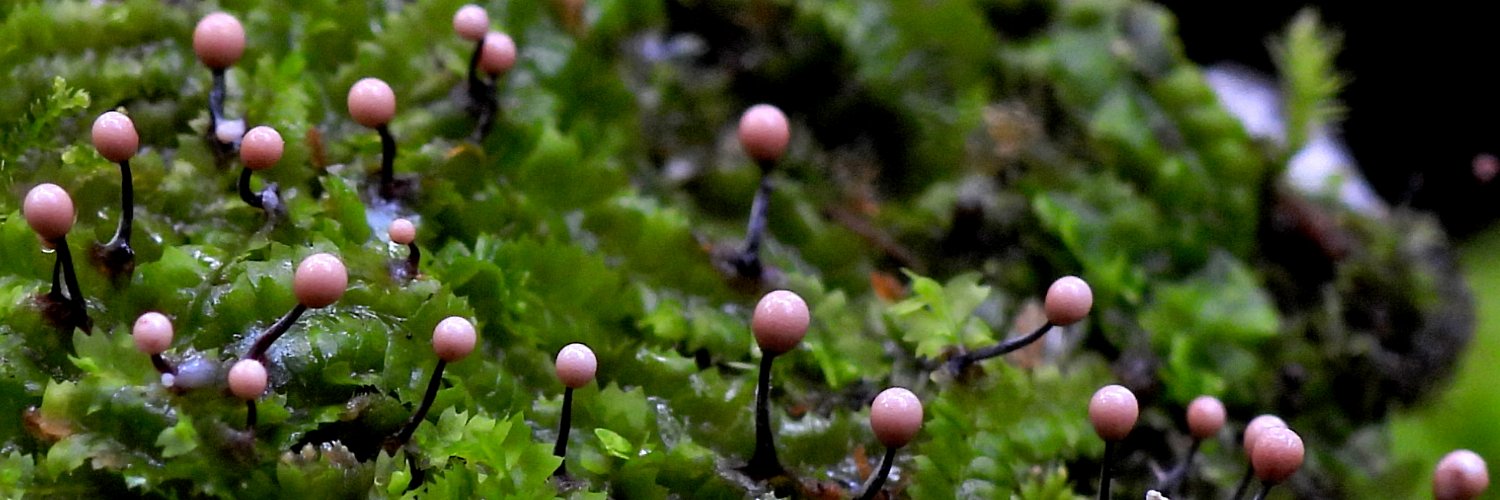 Julita Kluša banner