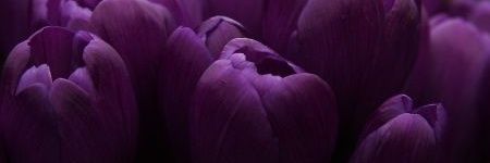 AmritaAsir's profile banner image
