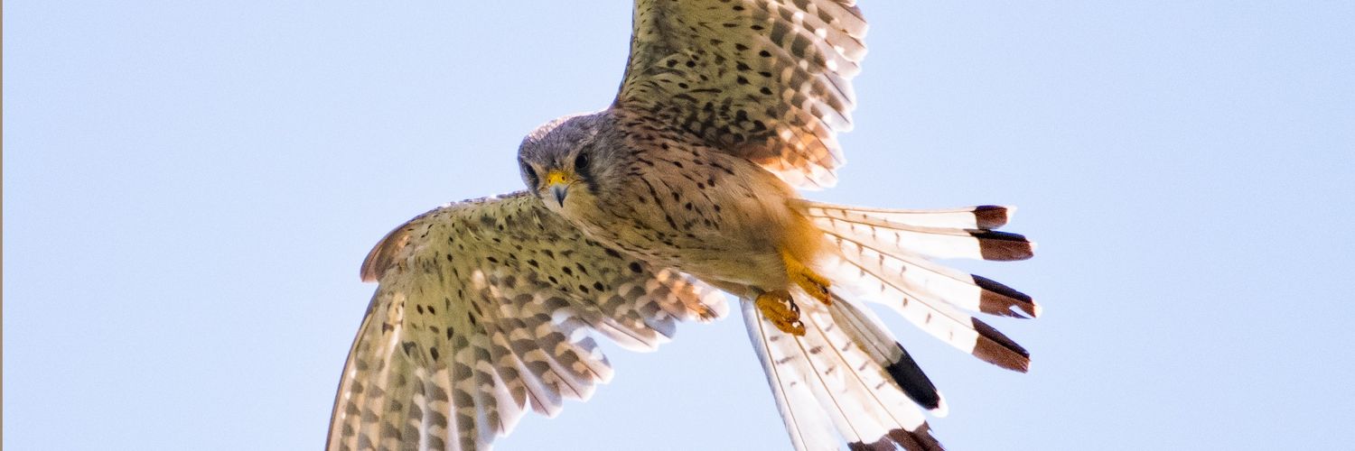 MrIanSheppard's profile banner image
