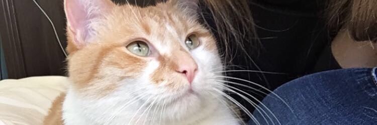 KeiraDevine's profile banner image