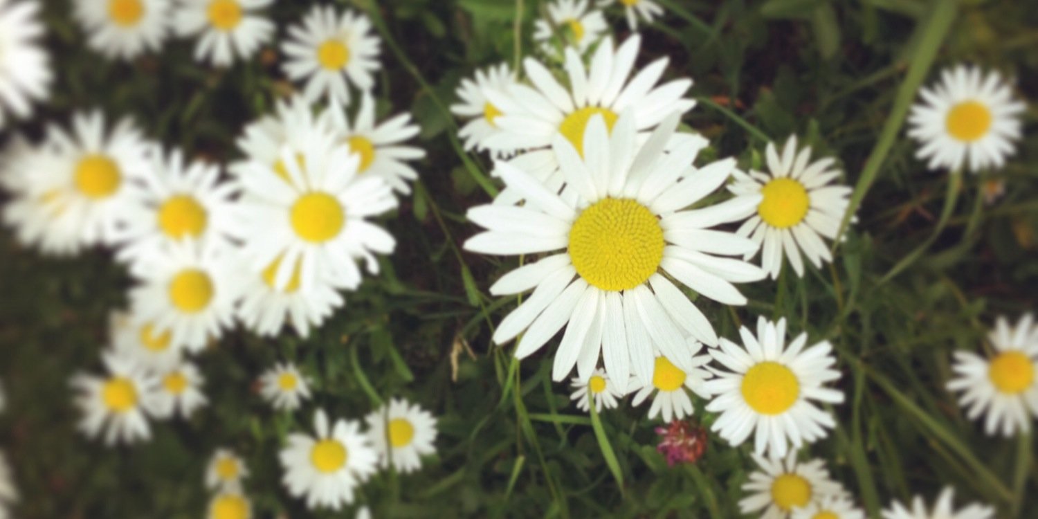 missajda's profile banner image