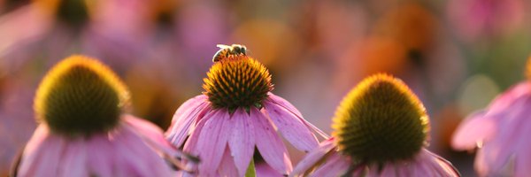 naturalfactors Profile Banner