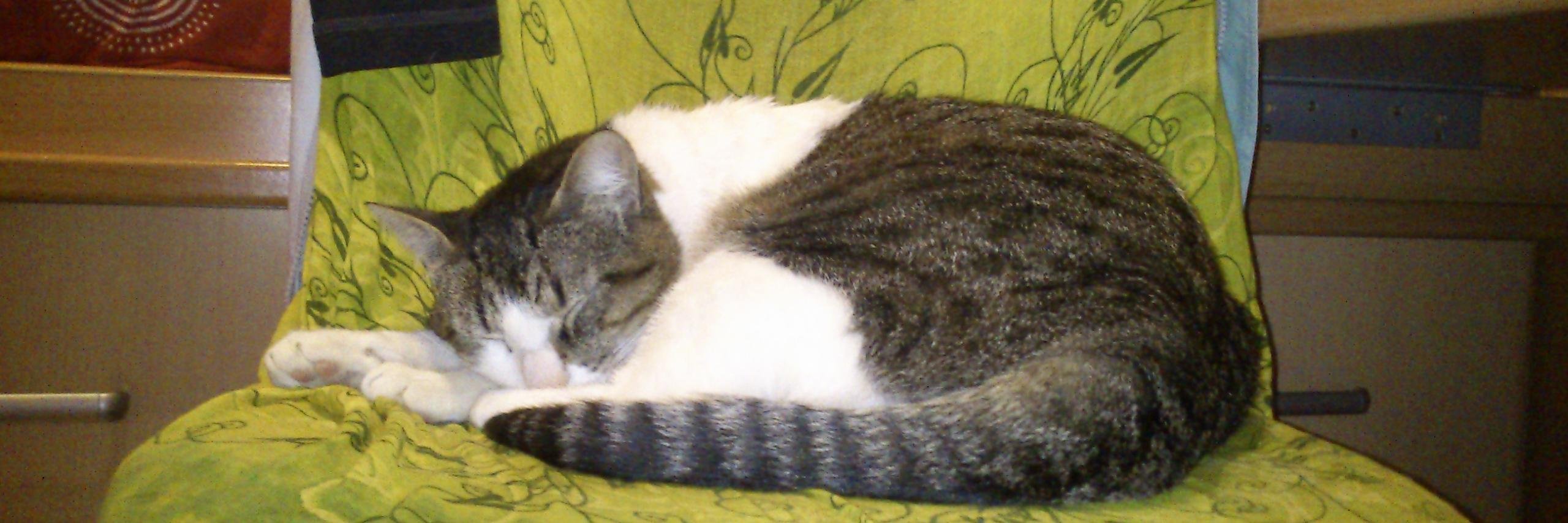 NittSepu's profile banner image