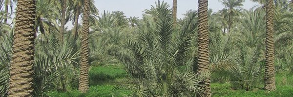 _badkhat Profile Banner