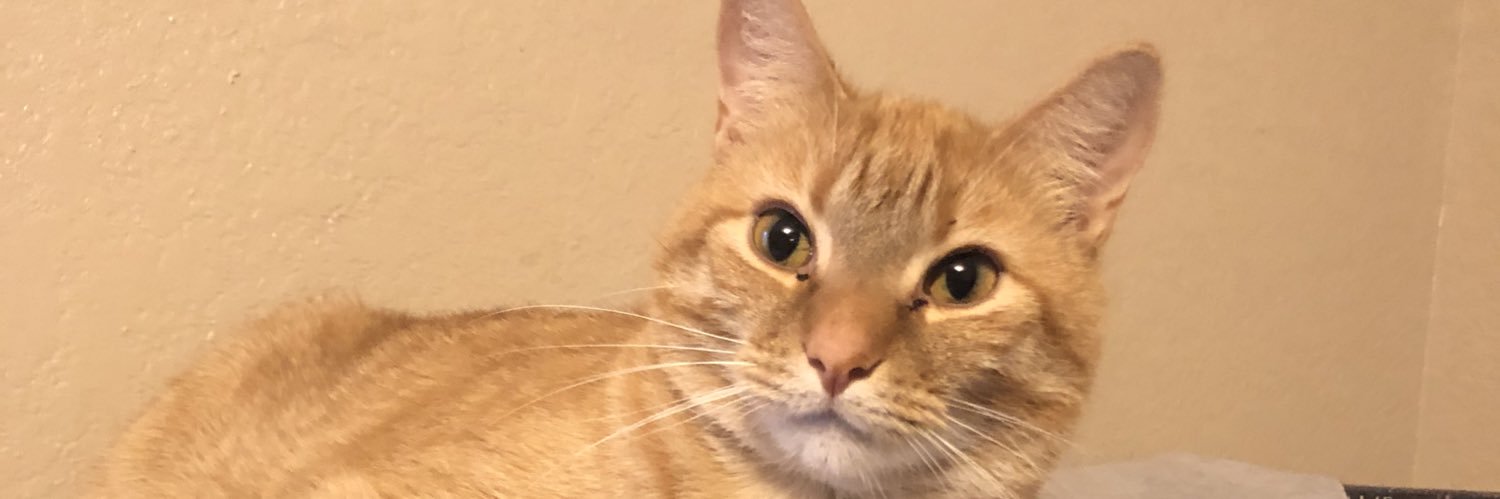 _ToT4L's profile banner image