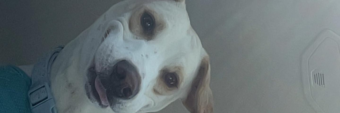 belliebo0's profile banner image
