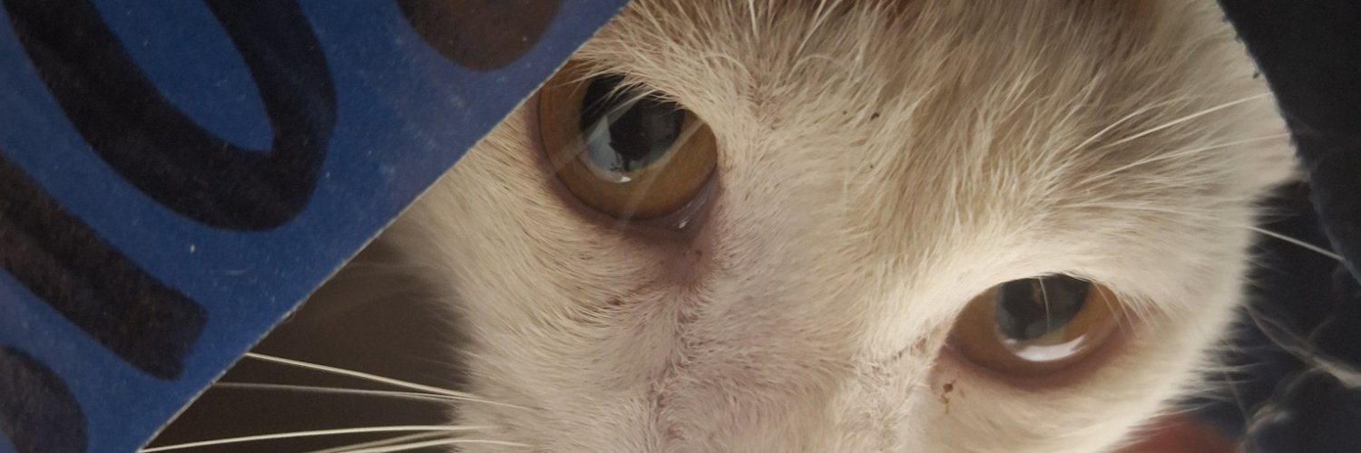 biancoello's profile banner image