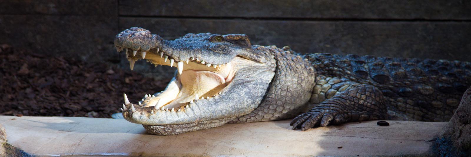 Crocs of the World banner