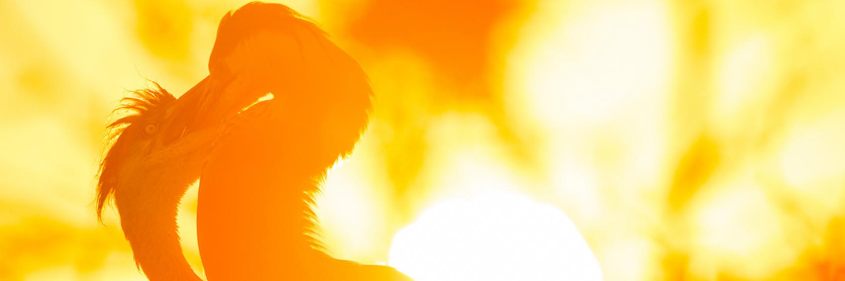 nikographer's profile banner image