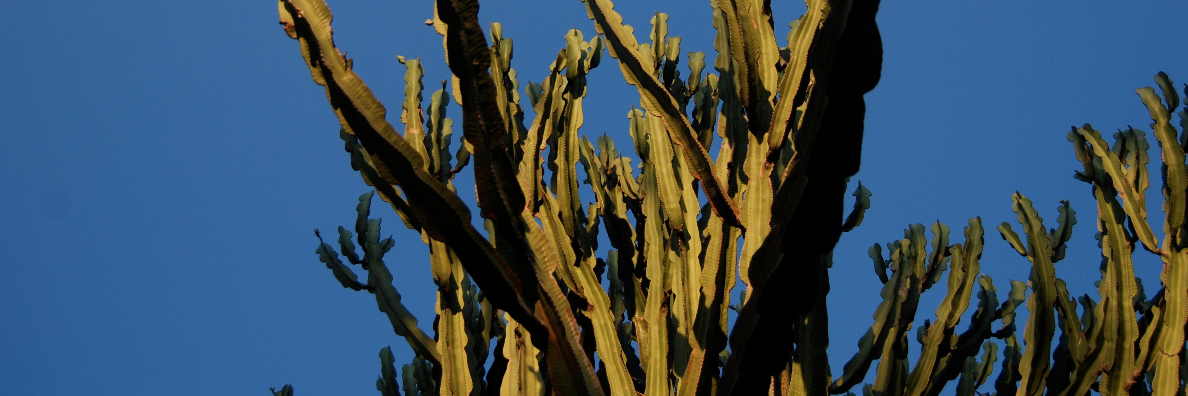 lexmo's profile banner image
