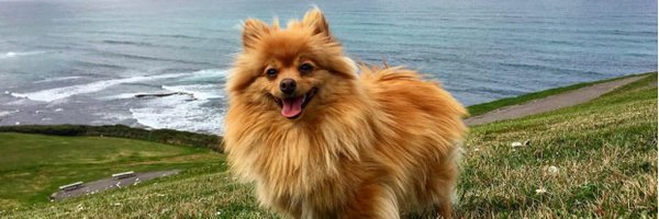 RCanella15 Profile Banner