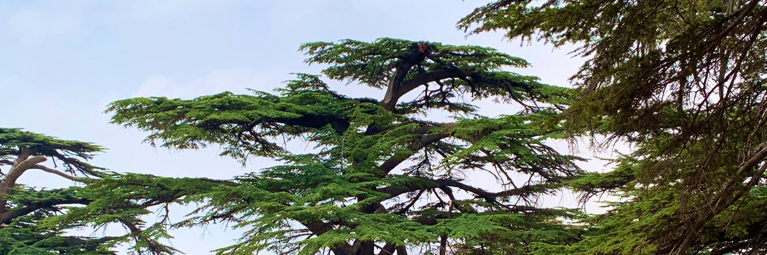 fadyelias's profile banner image