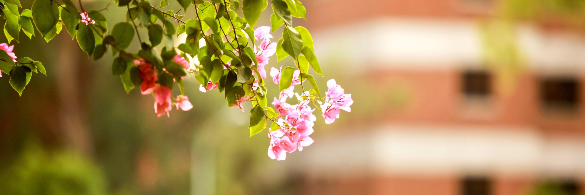 Rausing Executive Development Centre LUMS banner