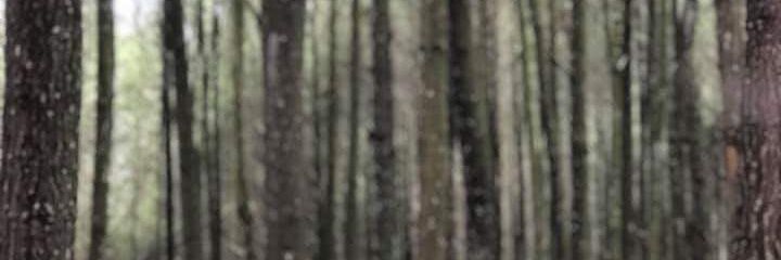 setujuii banner