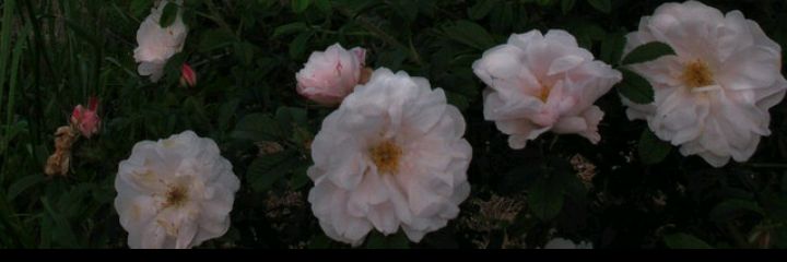 __isolatedlove's profile banner image