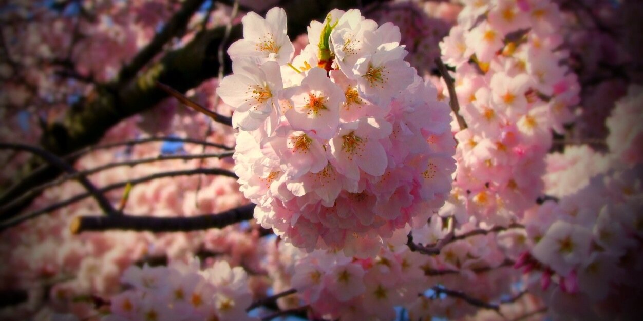 thebennitizer's profile banner image