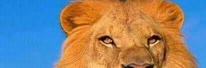 jeshurunpreci's profile banner image
