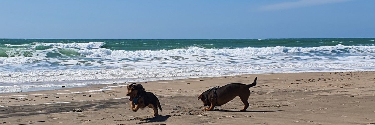 Mari Carmen 🐈🐕‍🦺🦮 🇪🇦🇪🇸🇪🇸 banner