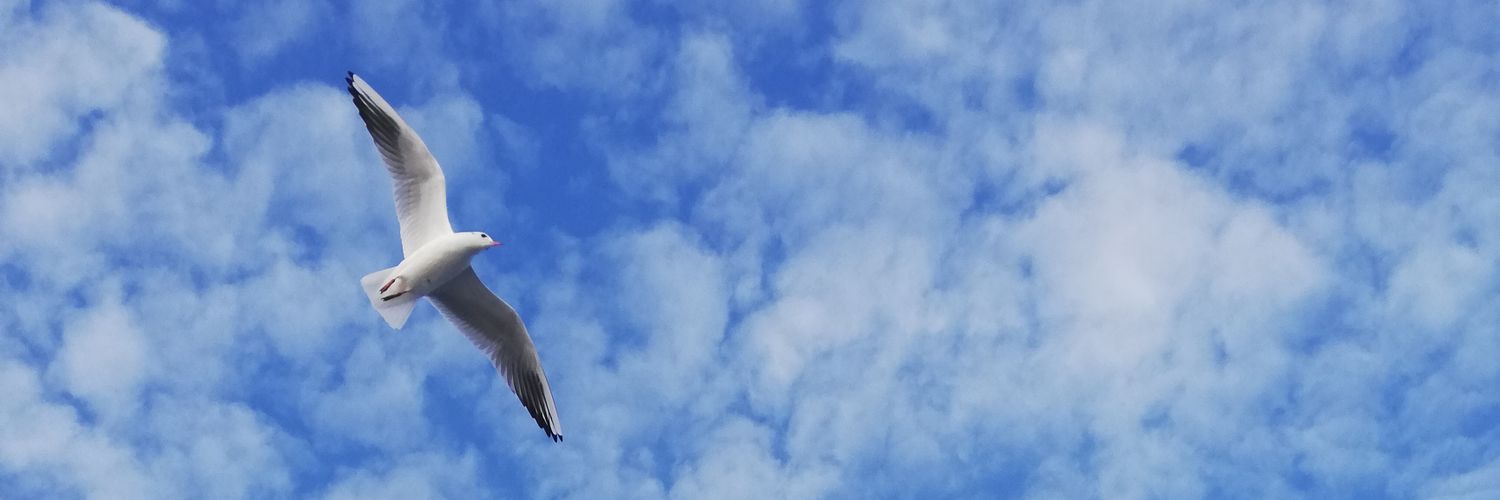 Opdrkbe's profile banner image