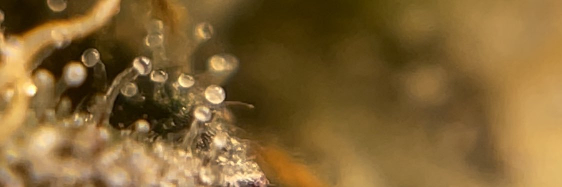 chocho671's profile banner image