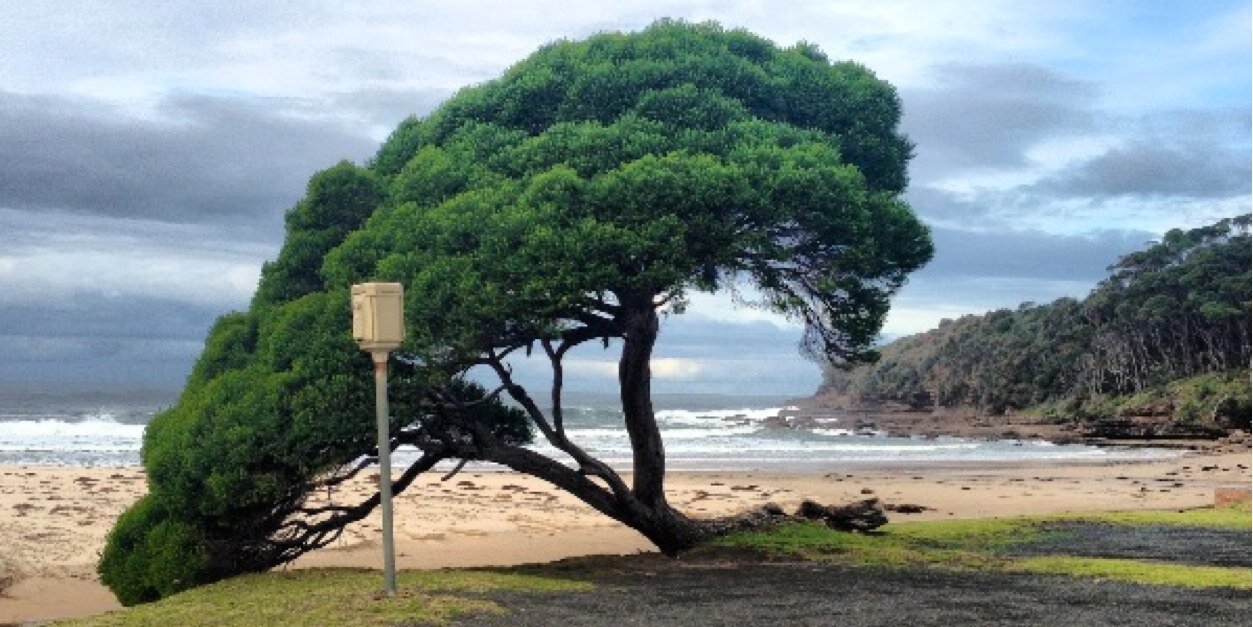 Alyce Sullivan banner