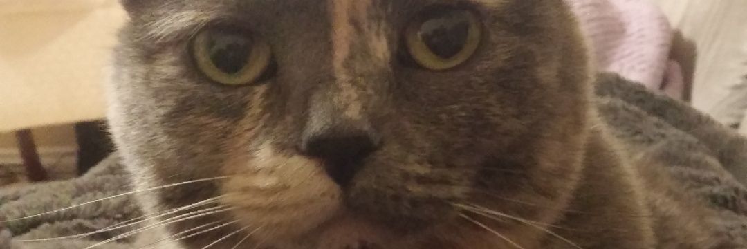 Callann's profile banner image