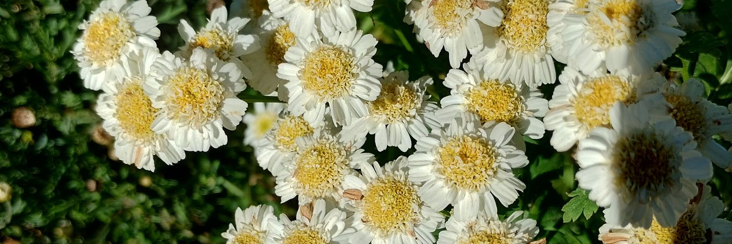 MeliMarkan's profile banner image