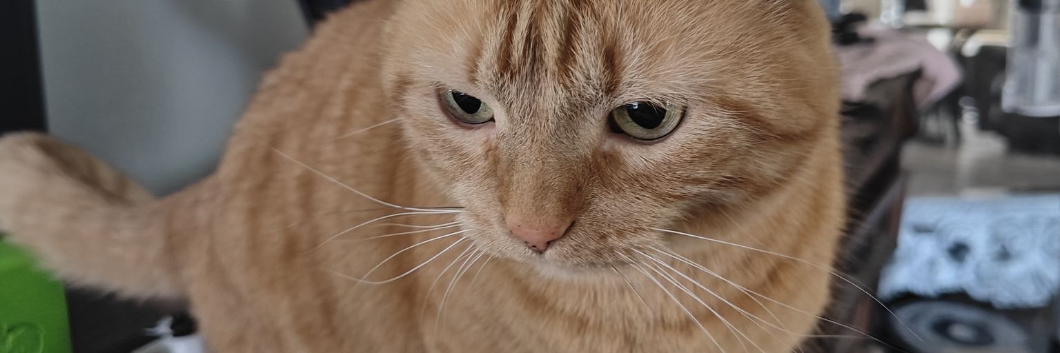 CatsPajammin's profile banner image