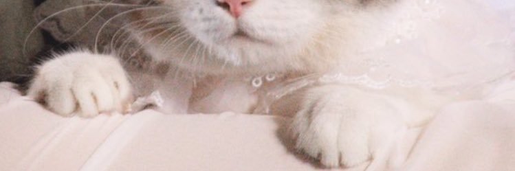 switch_orn's profile banner image