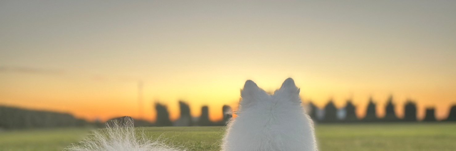 Pell_notB's profile banner image