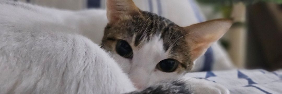 saguittal's profile banner image