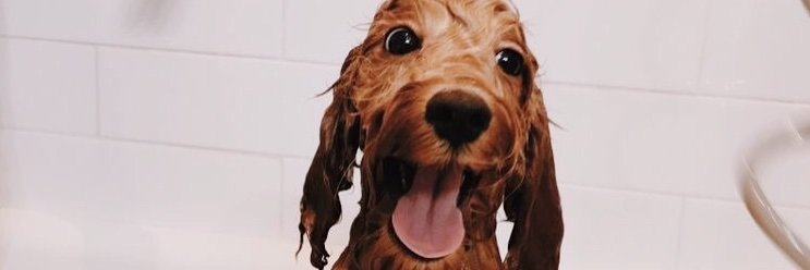 toripaine_'s profile banner image