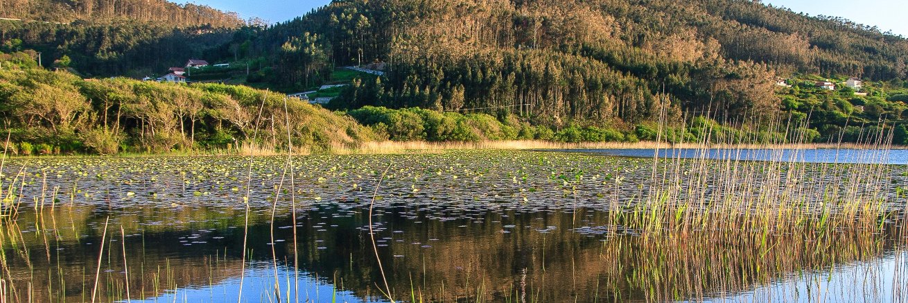 Carmen Cillero banner