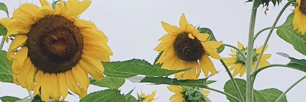 adlnls's profile banner image