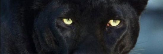 svelezc's profile banner image