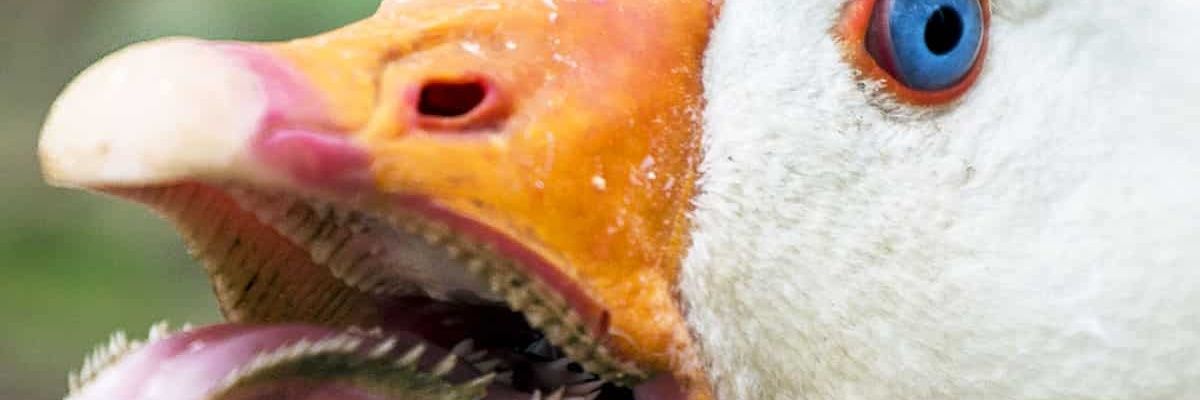 BillenKenner's profile banner image