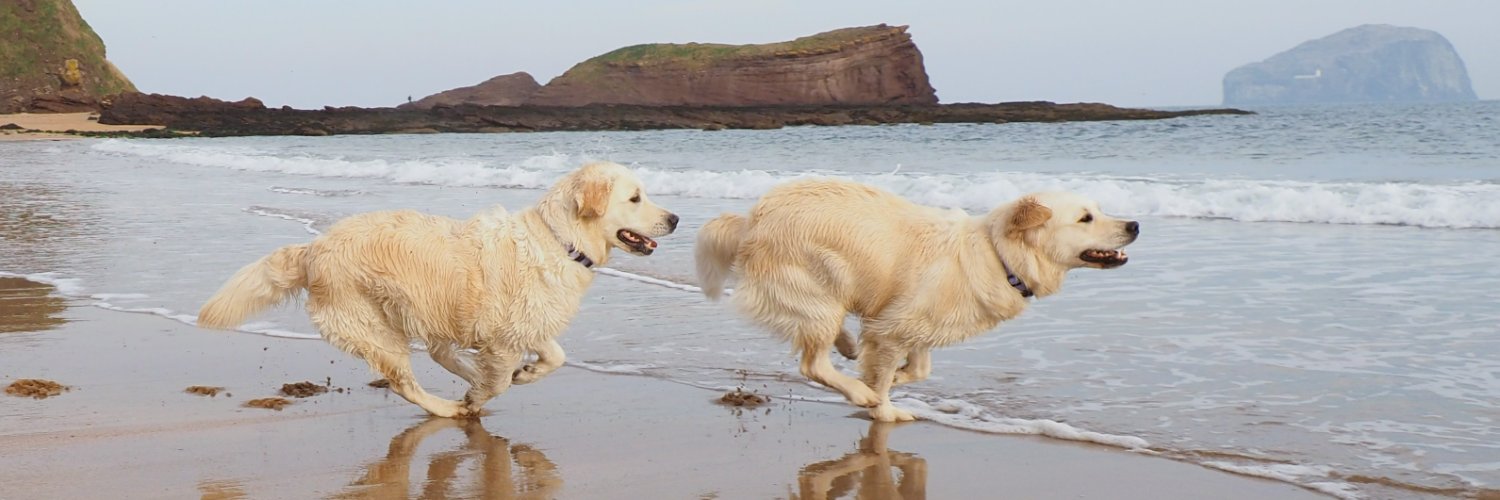 M 💚🤍💜 🏴󠁧󠁢󠁳󠁣󠁴󠁿 banner