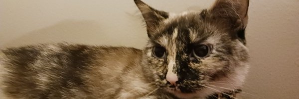 BullOrkDecker Profile Banner