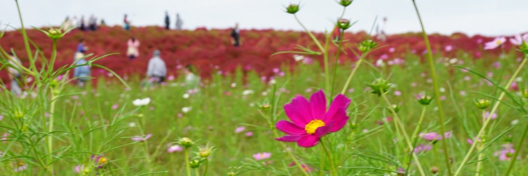 floraioan's profile banner image