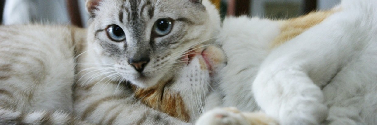 Maria_Quiros's profile banner image