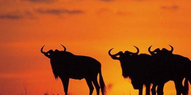 ElephantGeorgiy's profile banner image