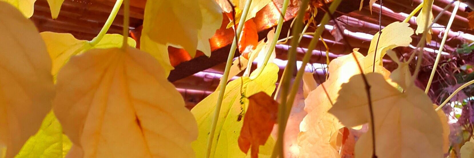 bibesa's profile banner image