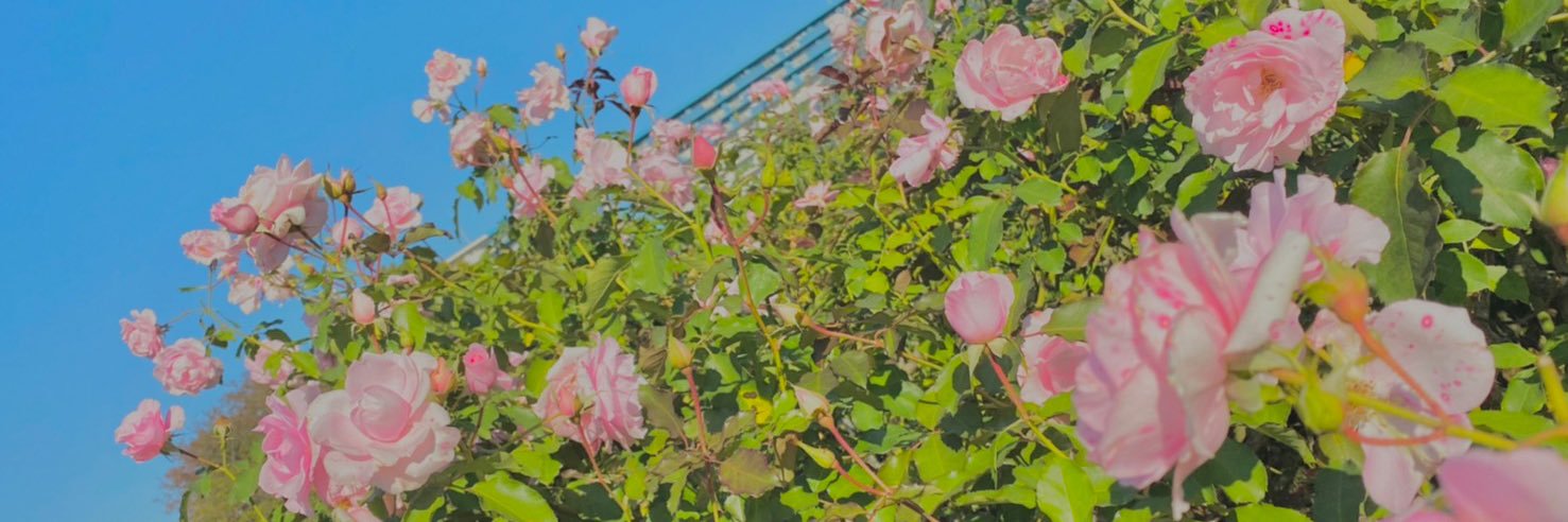 prism_5/31 4号館A36 banner