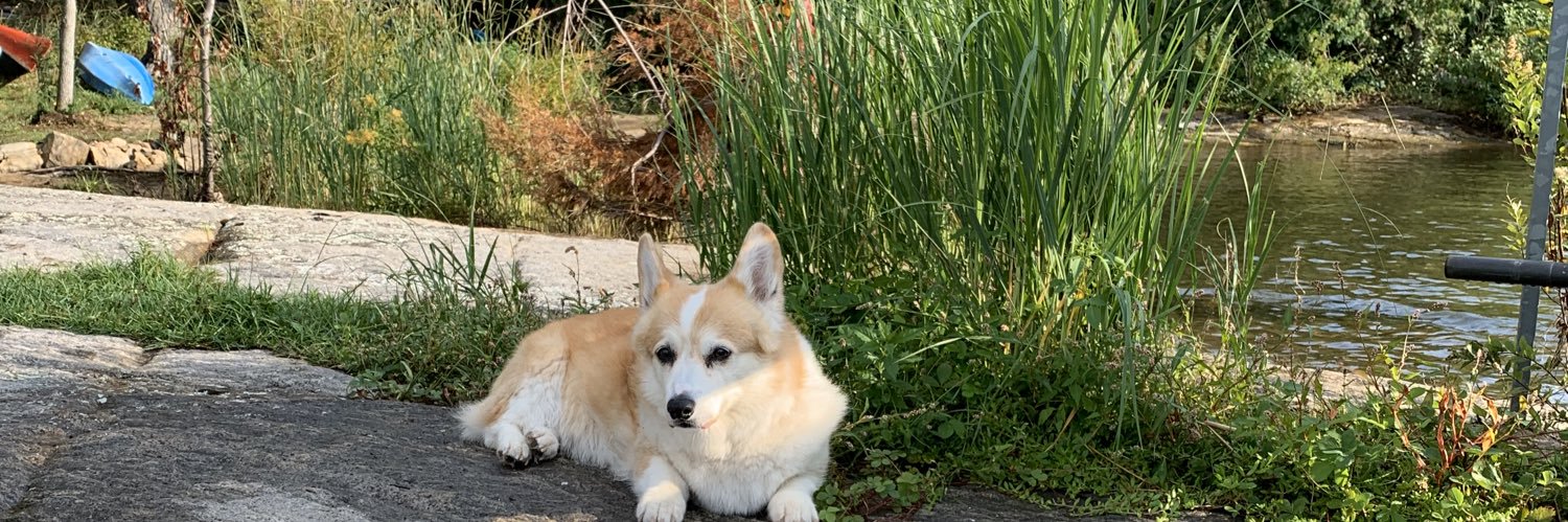 silly goose EZ banner