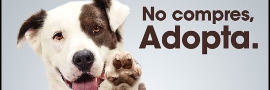 ADOPTA911's profile banner image