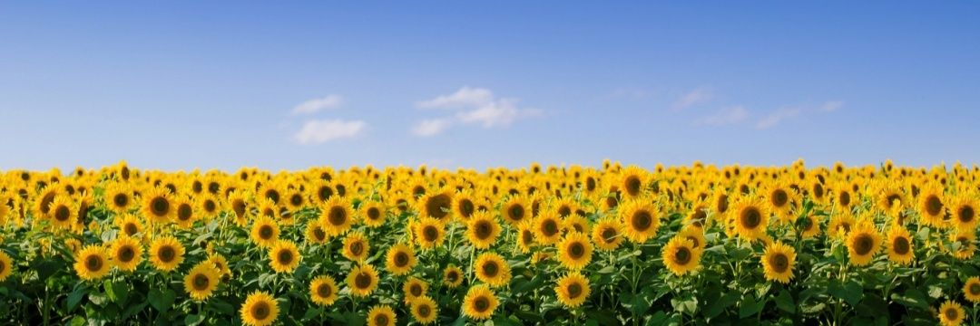 debilamnemeshat's profile banner image
