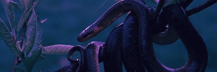 dracatrys's profile banner image
