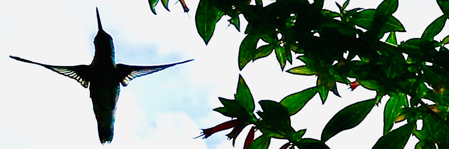 Jane_Goz's profile banner image